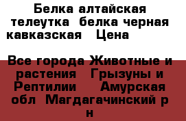 Белка алтайская телеутка, белка черная кавказская › Цена ­ 5 000 - Все города Животные и растения » Грызуны и Рептилии   . Амурская обл.,Магдагачинский р-н